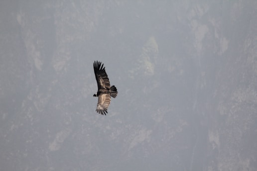 A serene bald eagle soaring over an experimental foundation landscape at dawn.