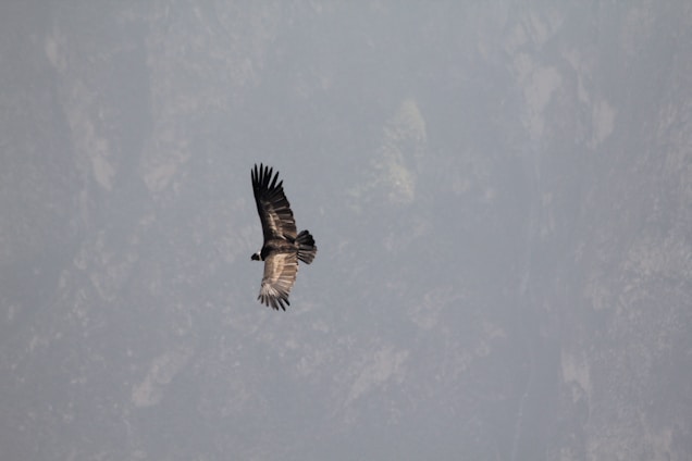 A serene eagle soaring above a rugged mountain canyon at sunrise, symbolizing freedom and vision.
