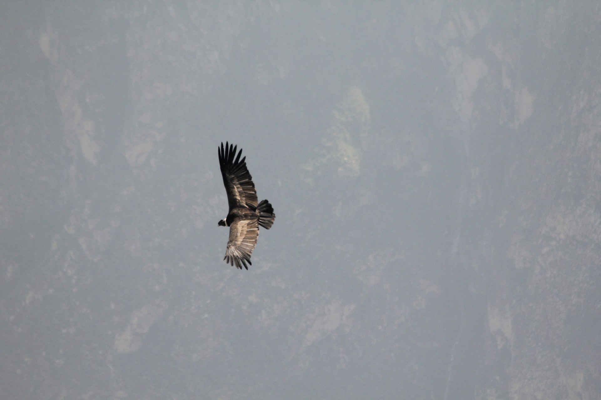A majestic eagle soaring high above a misty mountain range at dawn.
