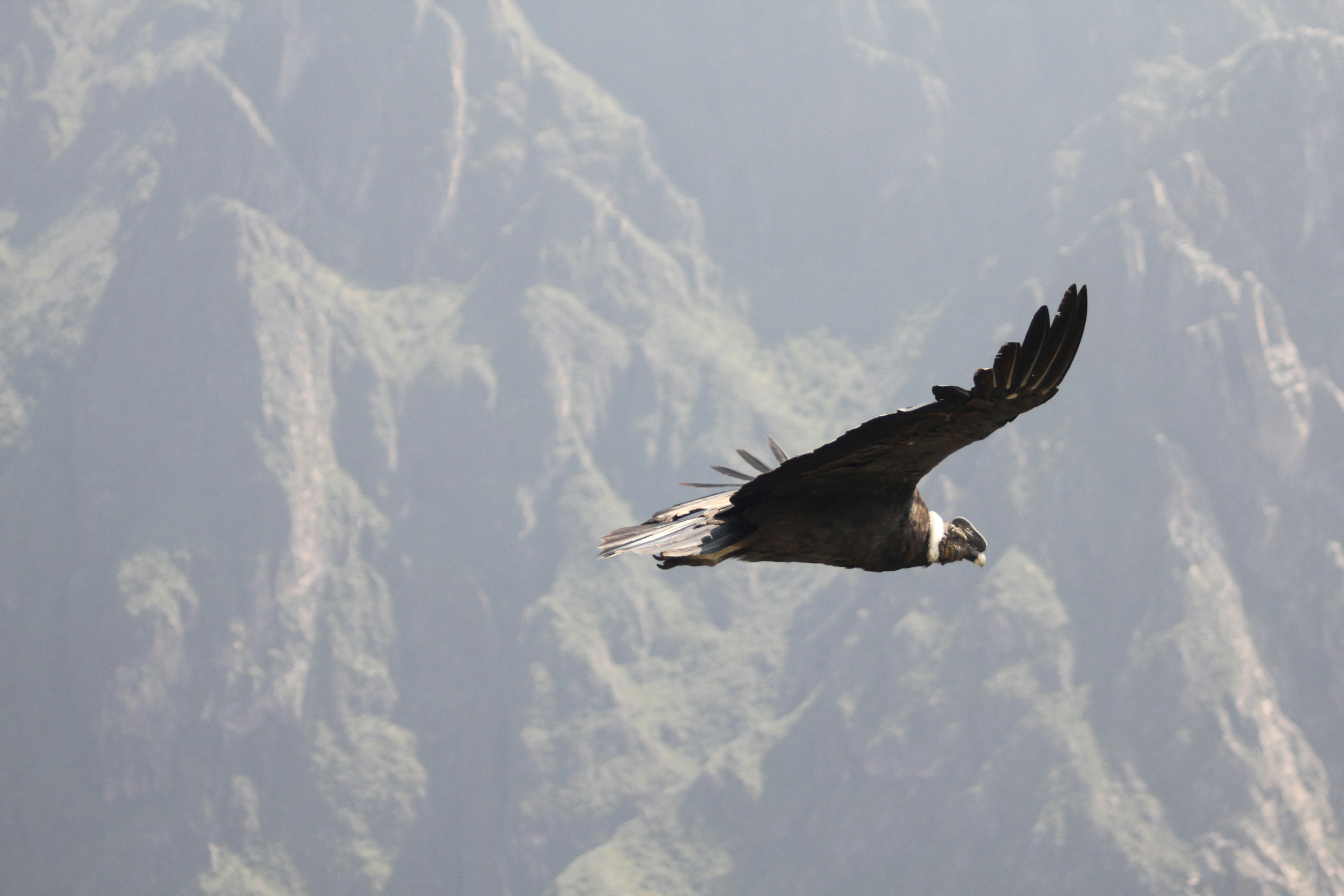 Condor Pictures Download Free Images On Unsplash