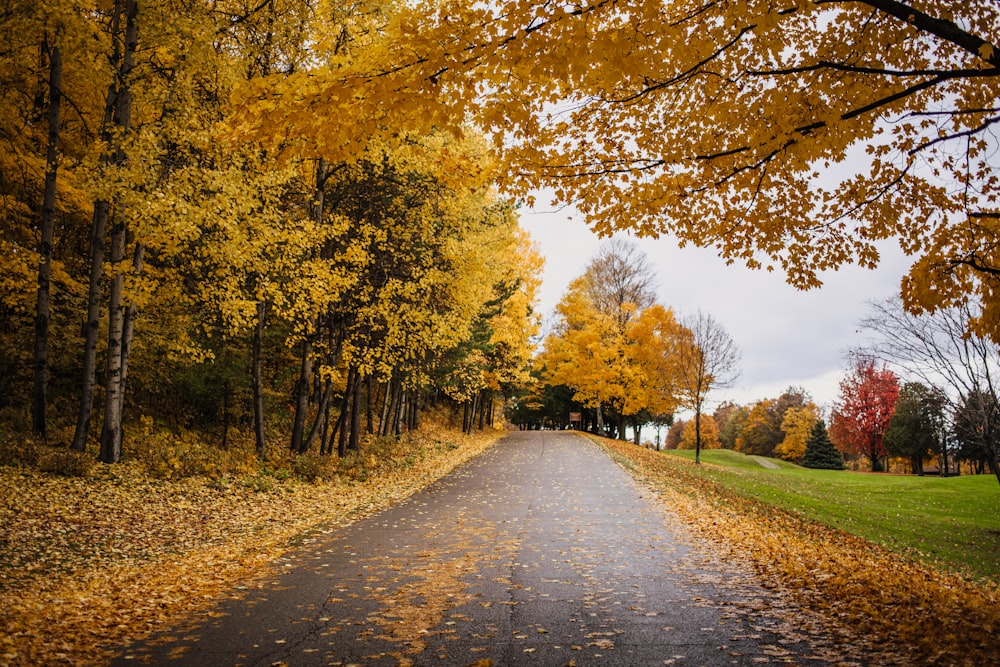 gray concrete road between green and yellow trees under blue sky during daytime