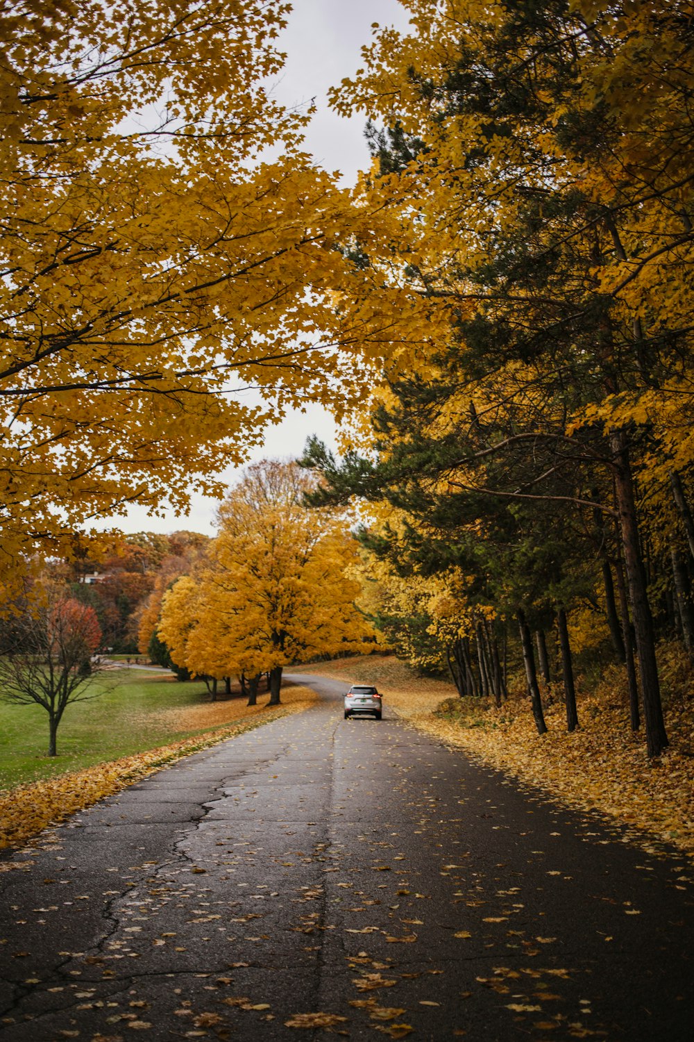 gray concrete road between trees during daytime