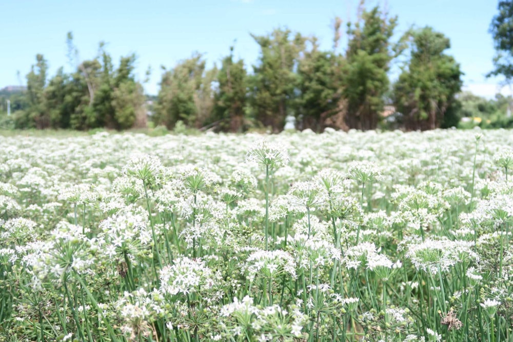 Campo di fiori bianchi durante il giorno