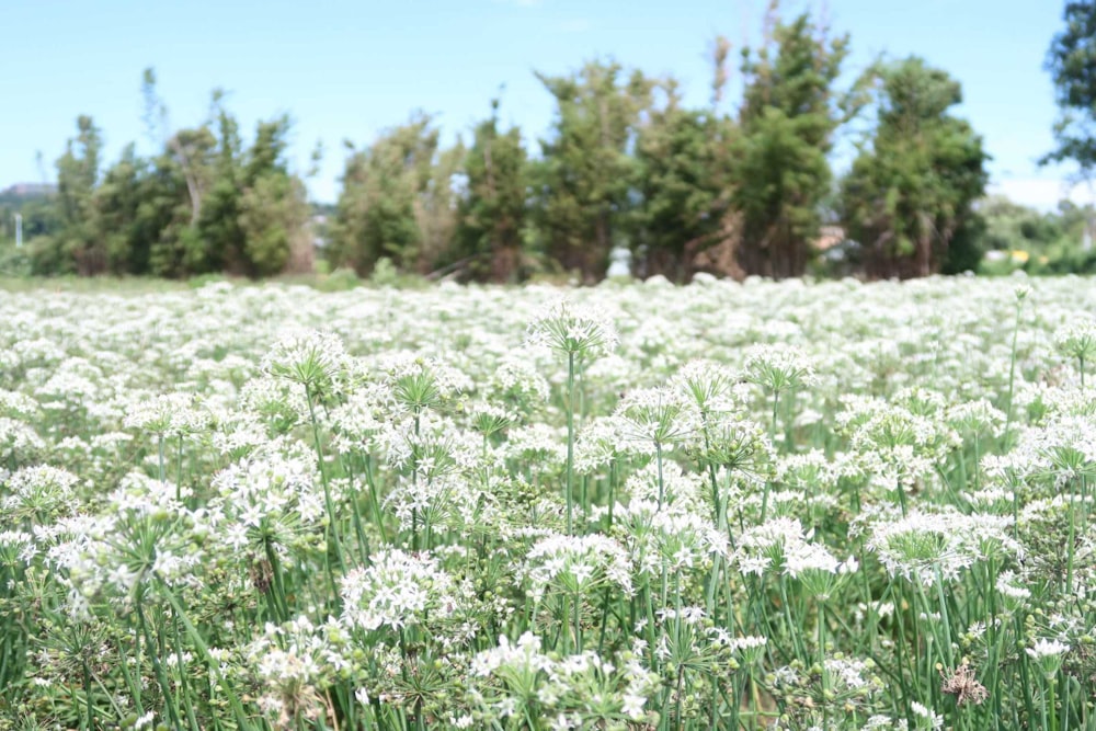 Champ de fleurs blanches pendant la journée