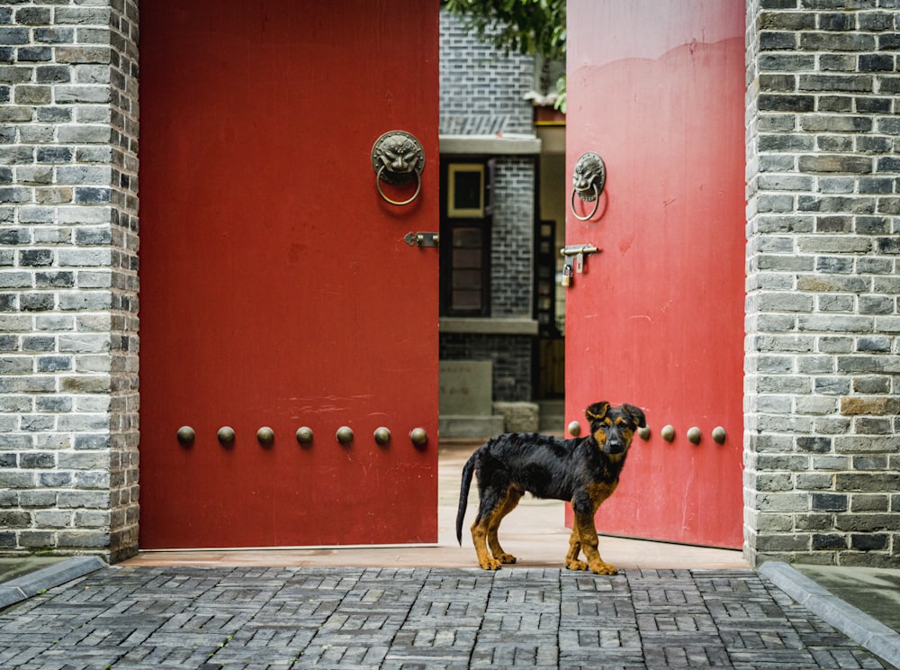 black and tan short coat medium sized dog standing on grey brick floor during daytime