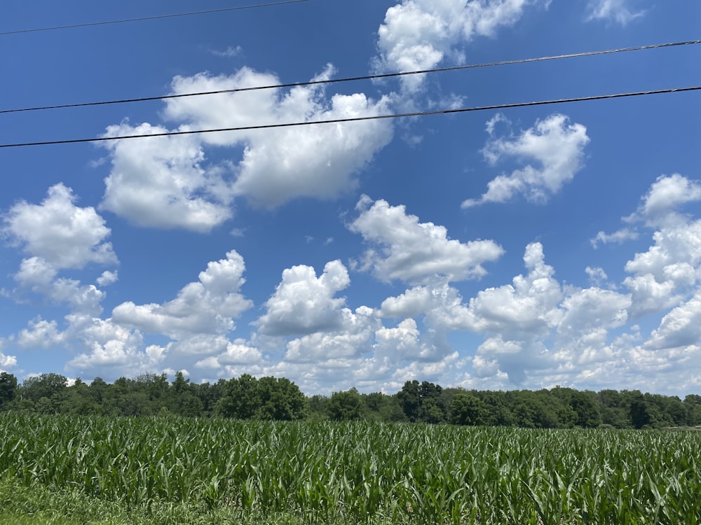 green grass field under white clouds and blue sky during daytime