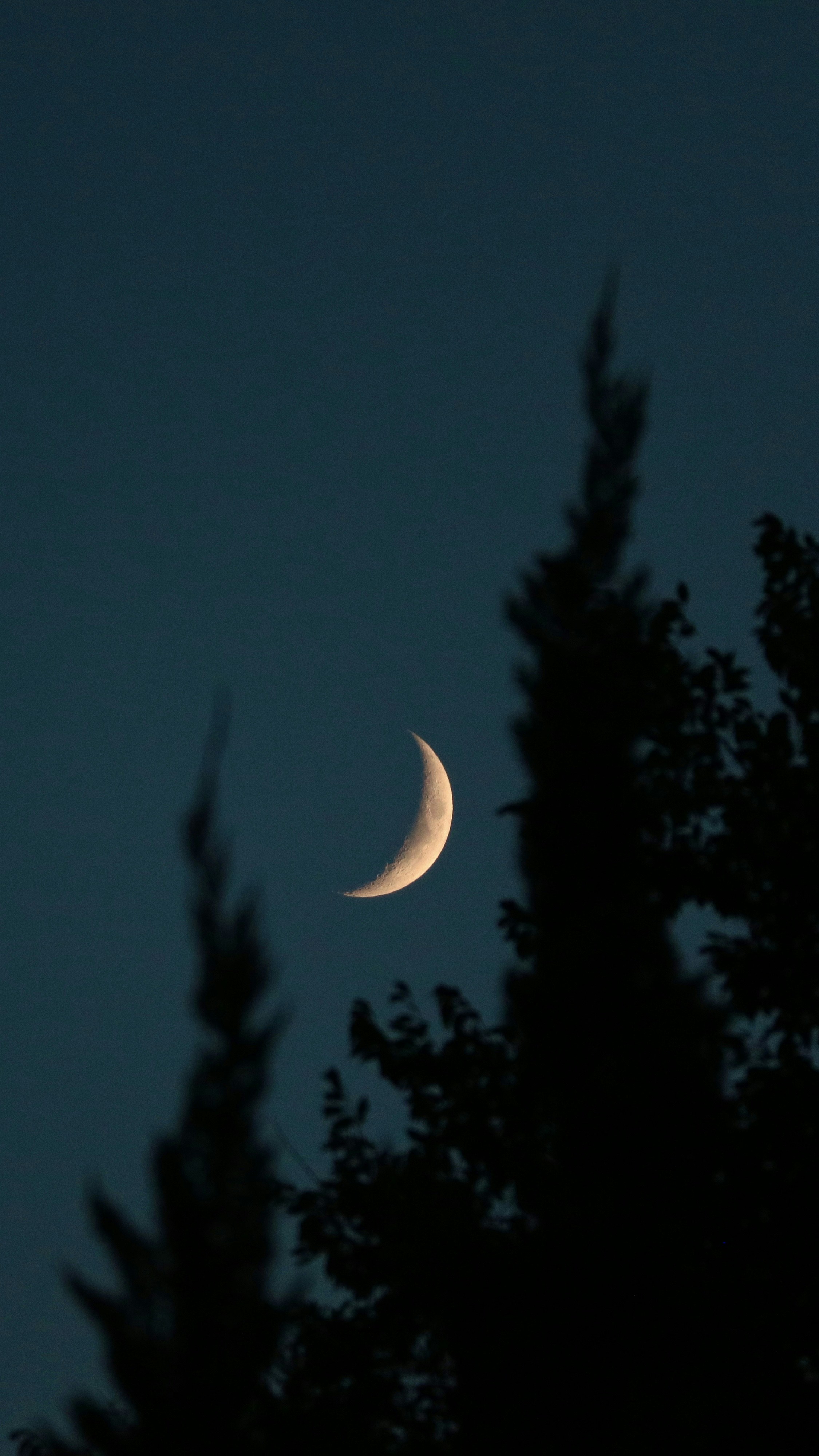 waxing crescent in a dark, almost greenish-blue sky, with tall silhouettes of evergreen trees in the foreground
