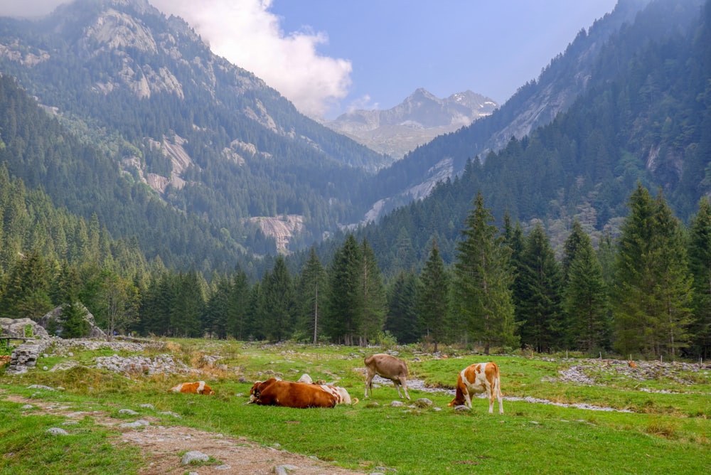 brown and white cow on green grass field near green trees and mountains during daytime