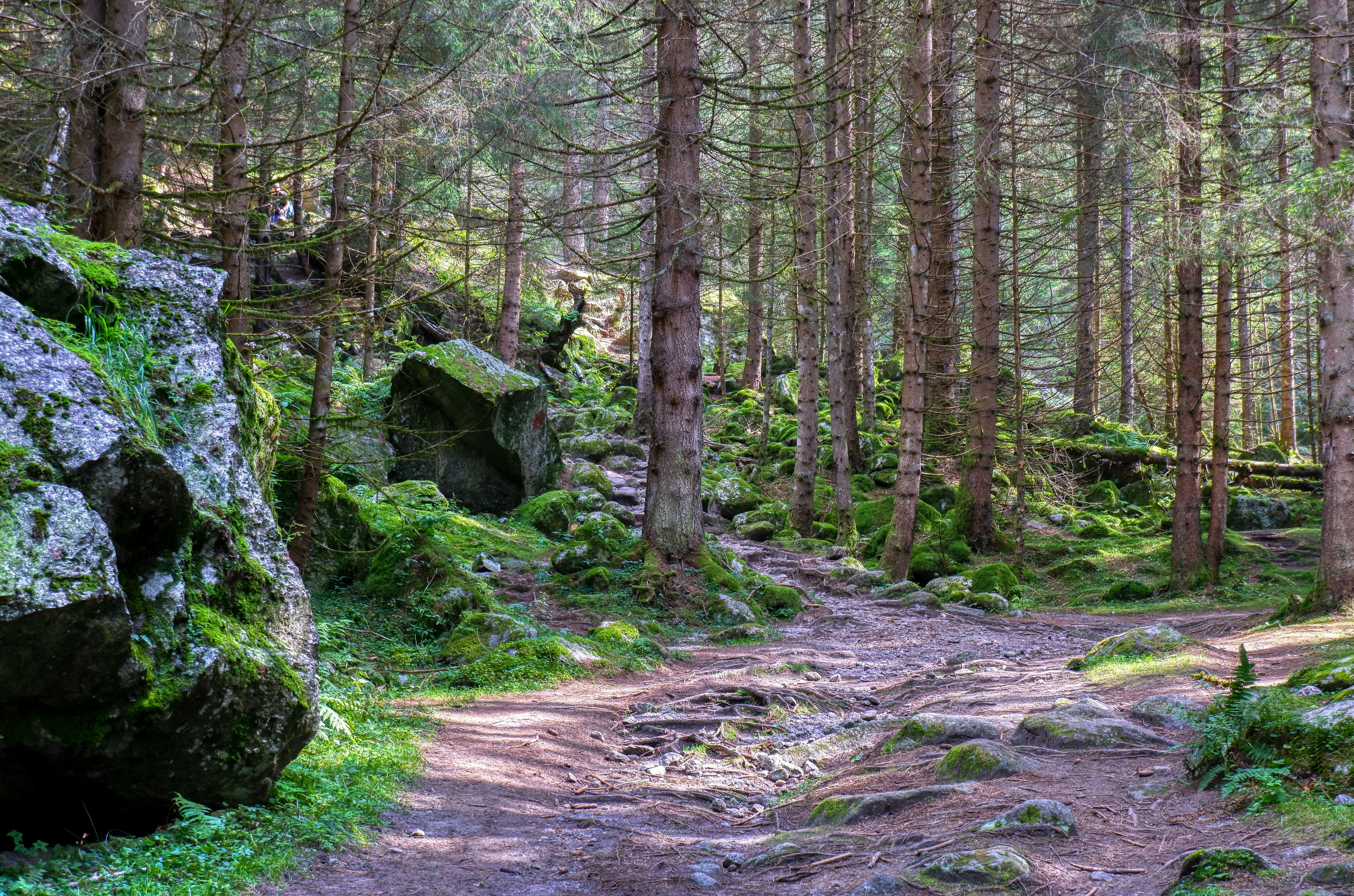 Choose from a curated selection of tree photos. Always free on Unsplash.