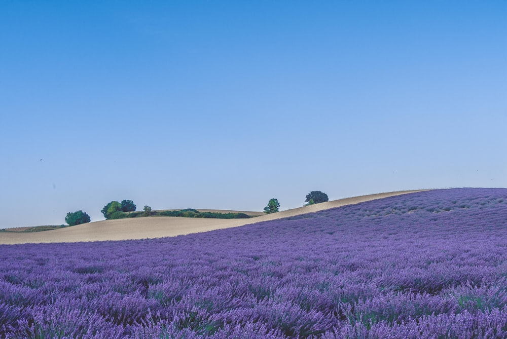 Campo de hierba verde bajo el cielo azul durante el día