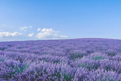A scenic view of the lavender fields in Luberon under a bright blue sky.