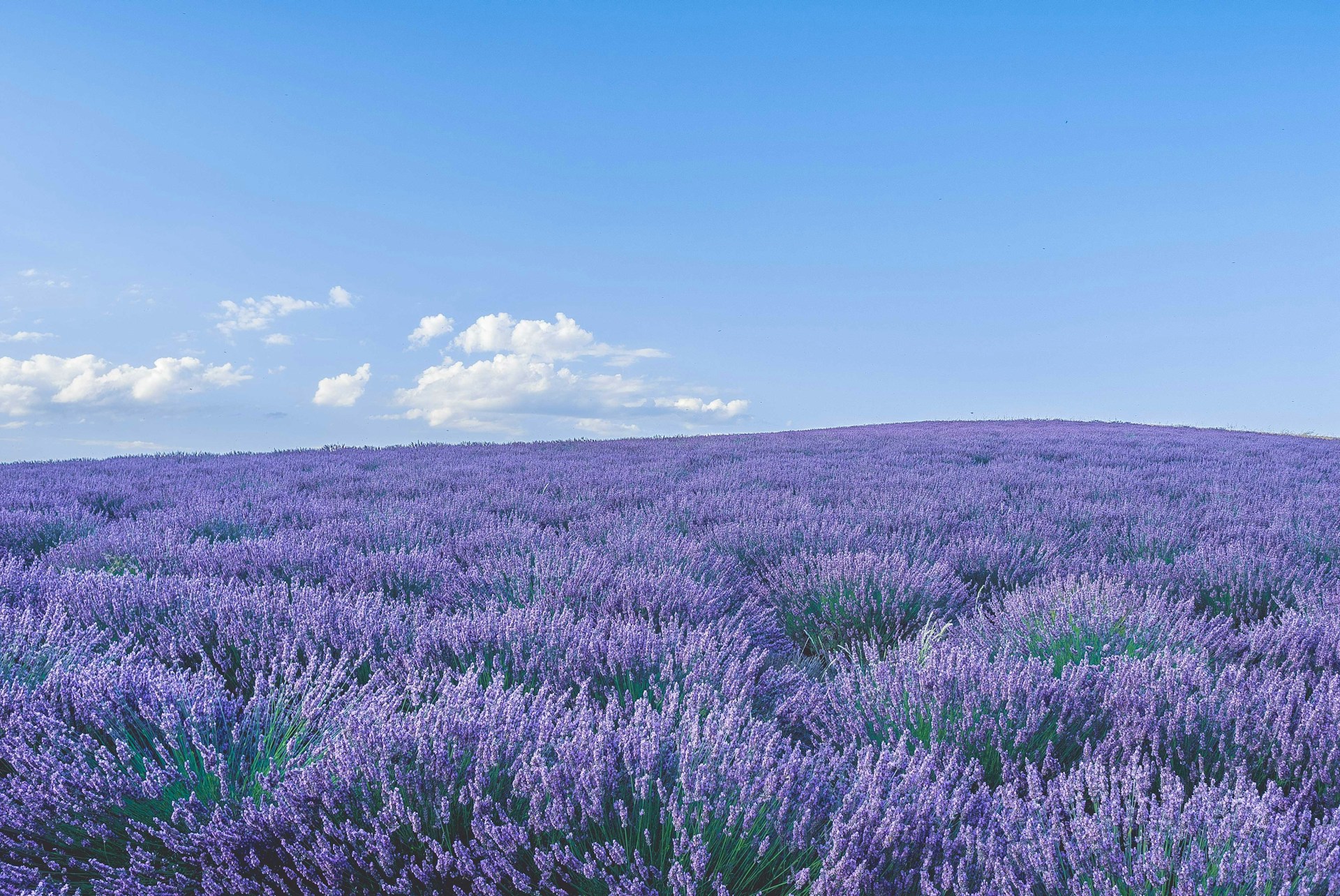 purple flower field under blue sky during daytime