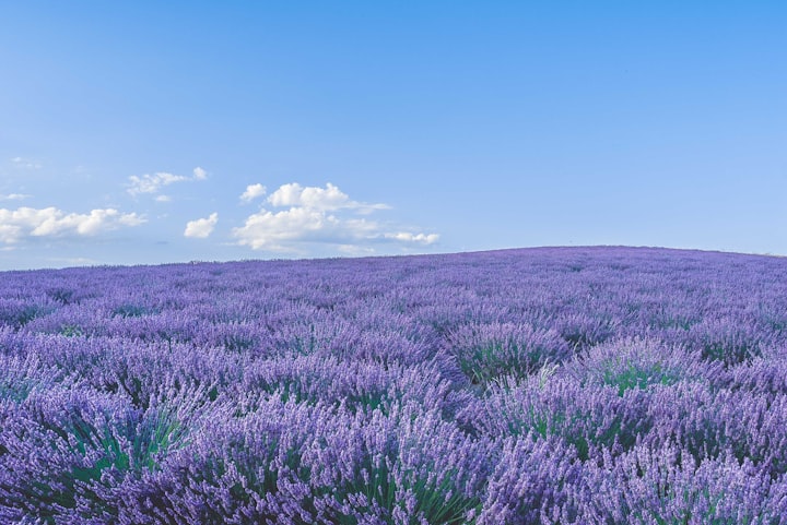 You're feeling stress? Come here, Lavender say Hi to you