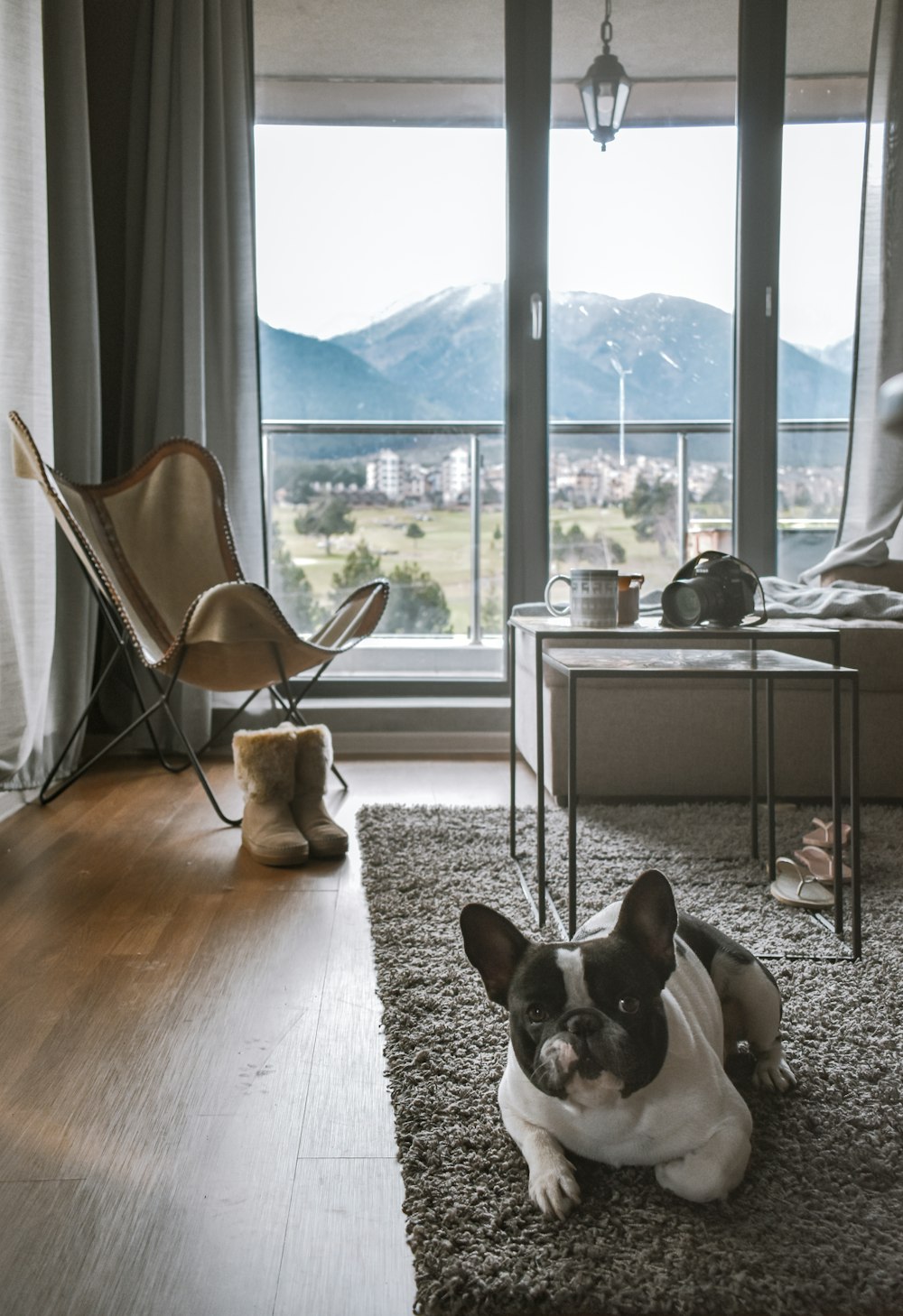 brown and white short coated dog on brown wooden floor