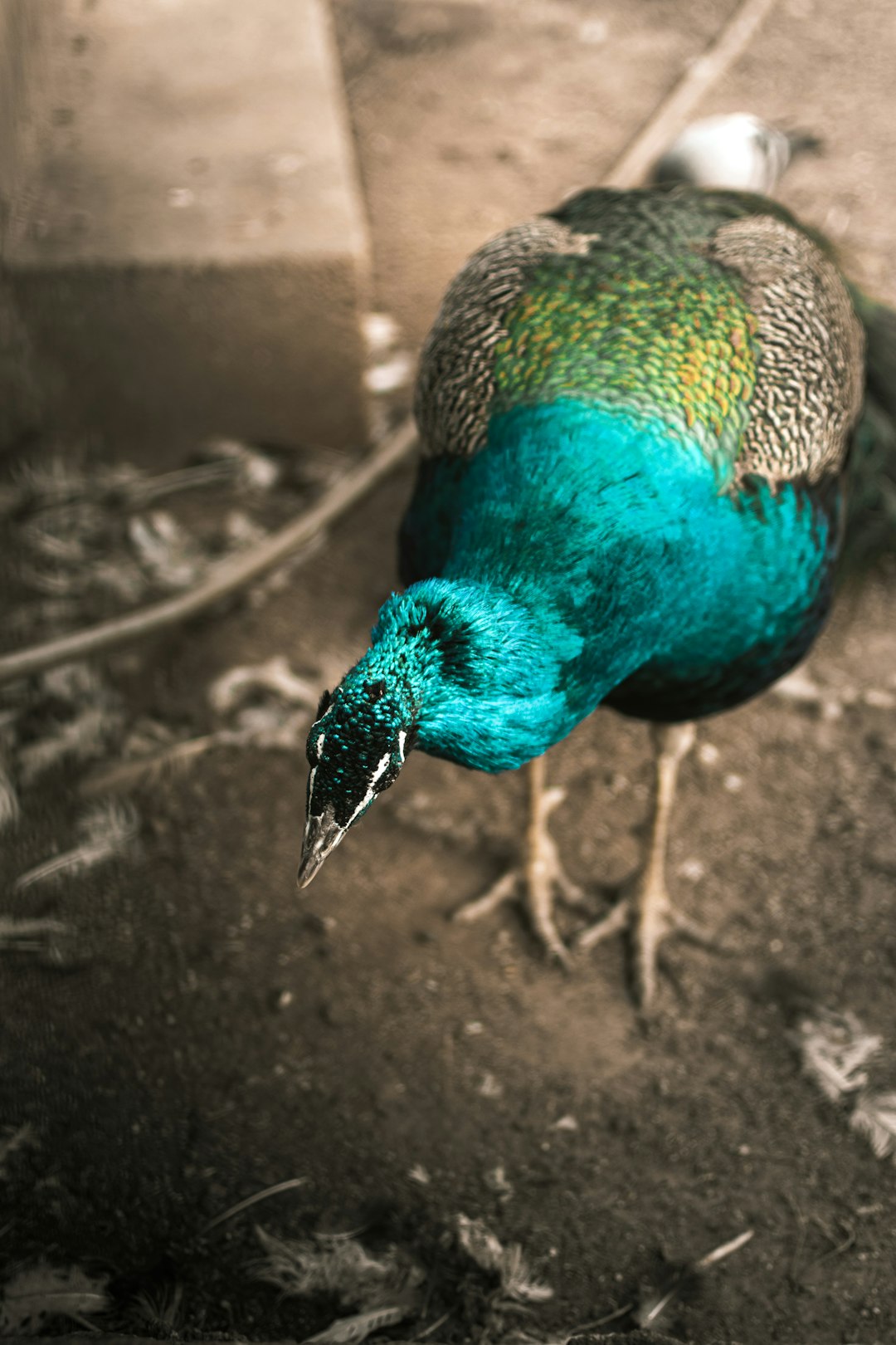 blue green and brown peacock