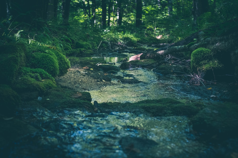 green moss on brown tree trunk on river