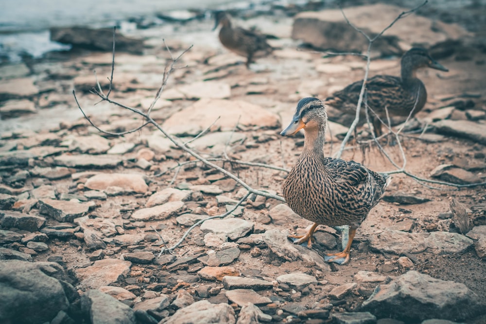 brown duck on brown soil during daytime