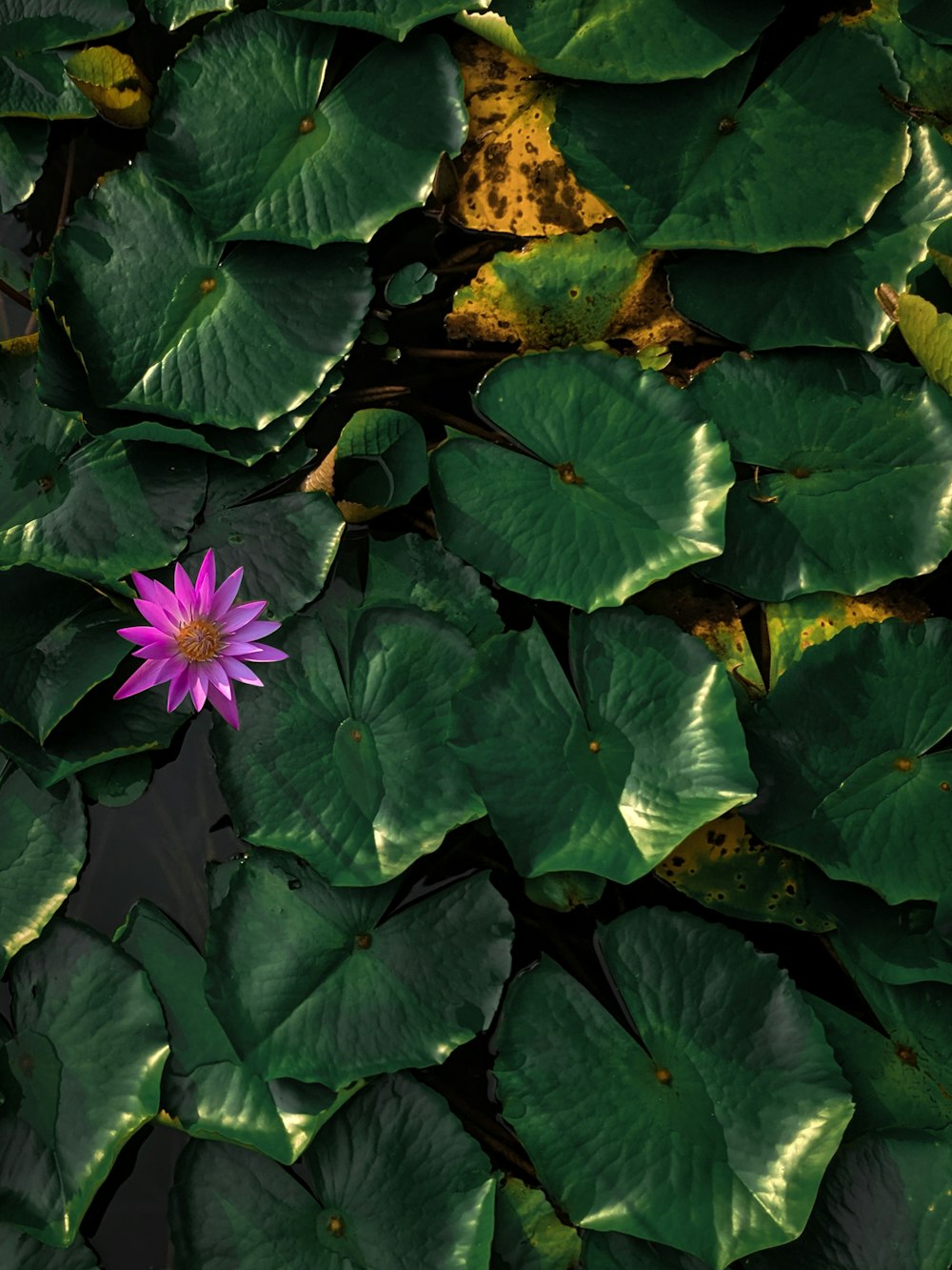 purple flower with green leaves