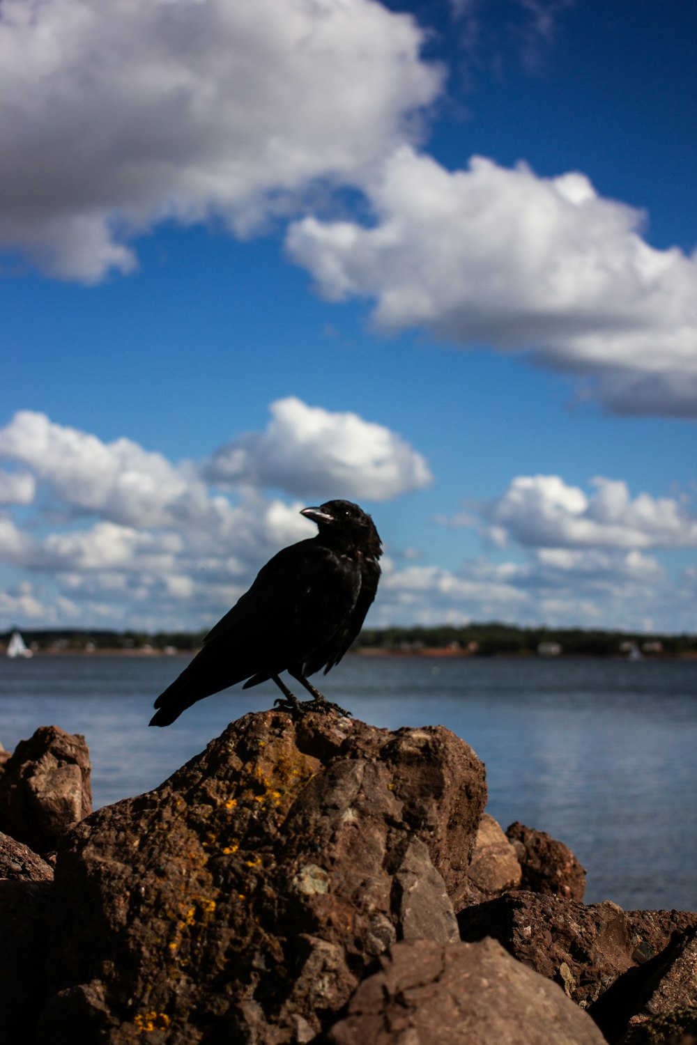black bird on brown rock near body of water during daytime