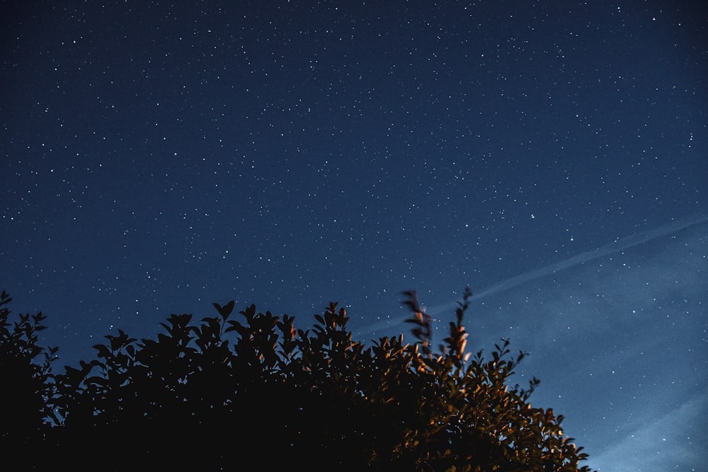 silhouette of trees under blue sky during night time