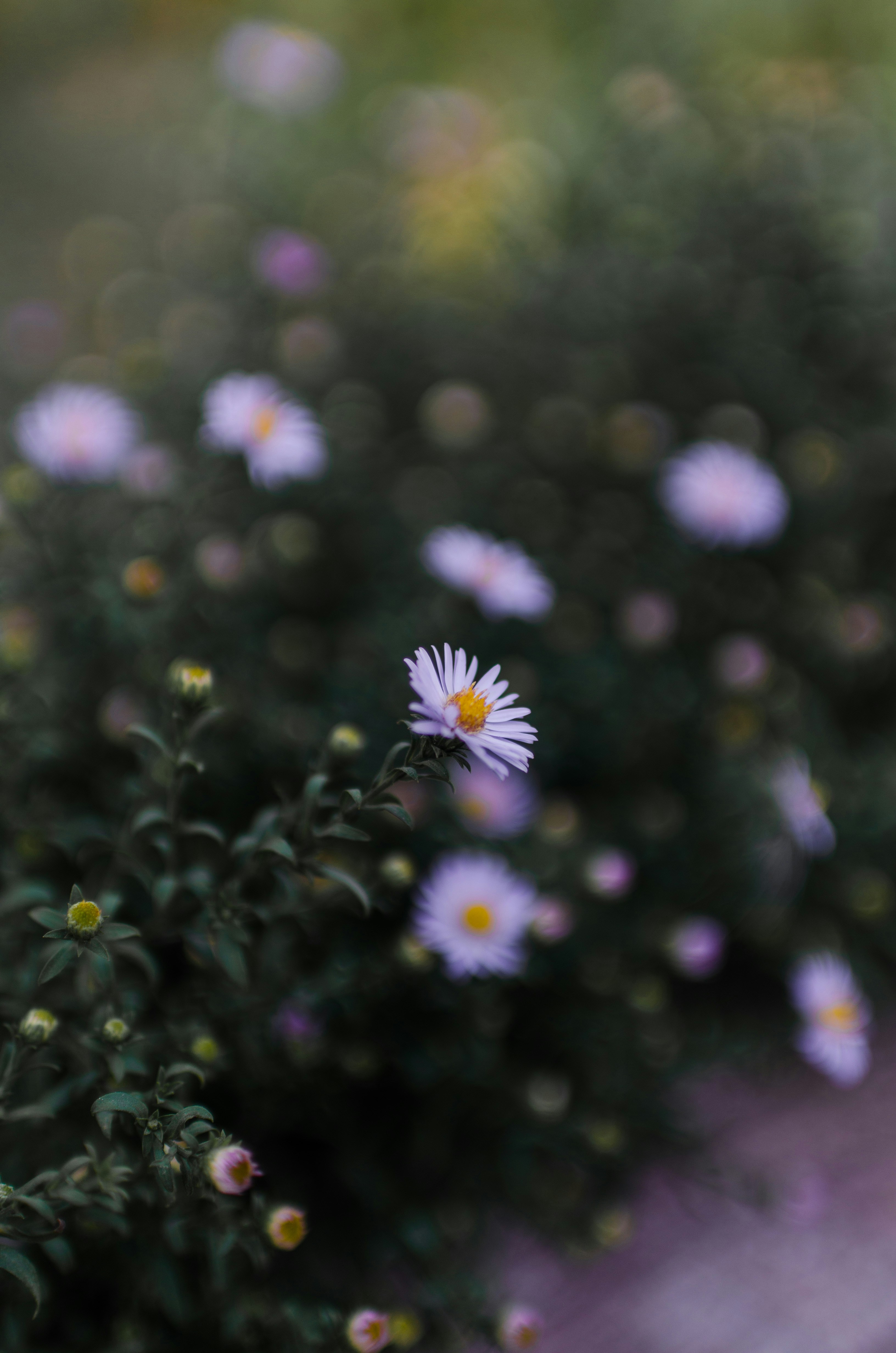 Photo by gamanalice3012