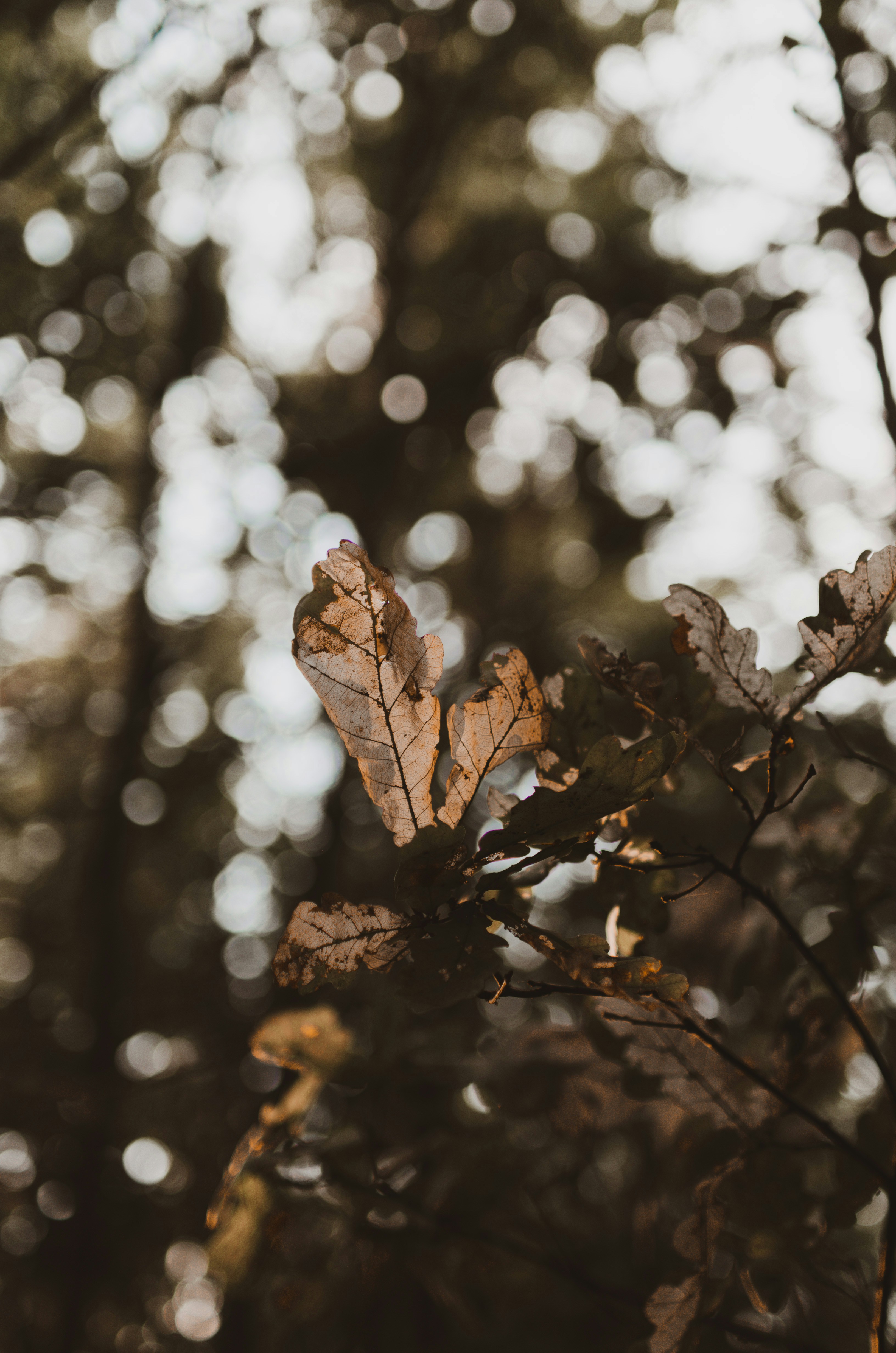 Photo by gamanalice3012