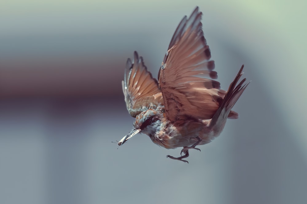 brown and blue bird flying