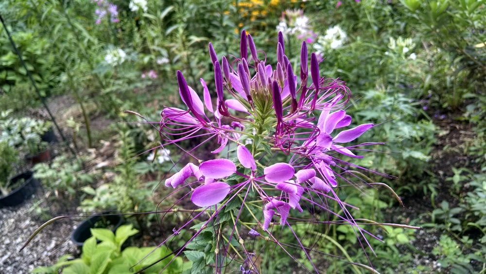 flor púrpura en lente de cambio de inclinación