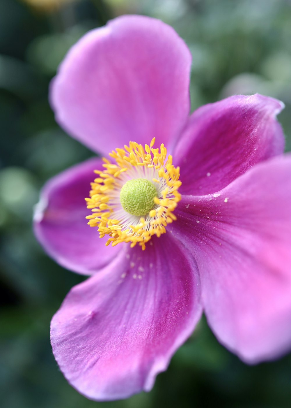 pink flower in tilt shift lens