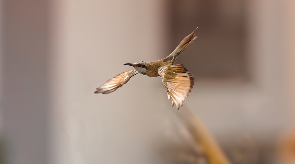 brown and black bird flying