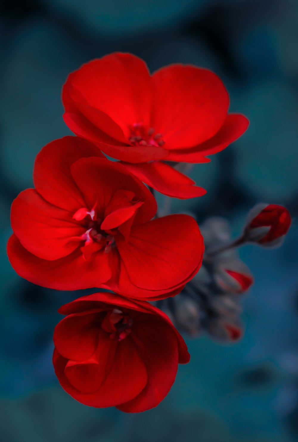 fiore rosso nell'obiettivo tilt shift