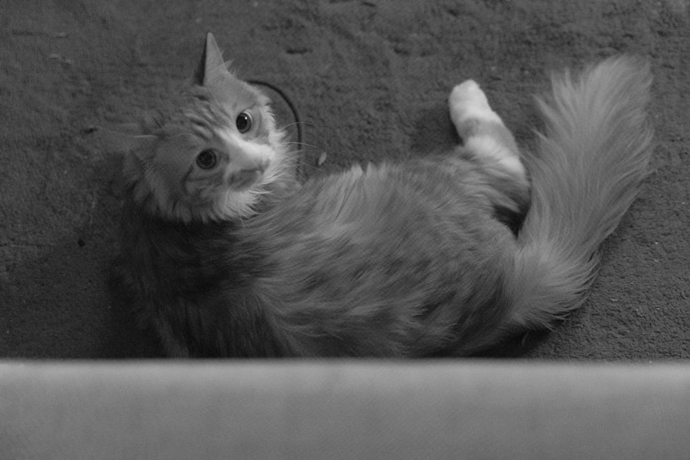 grayscale photo of cat in cage