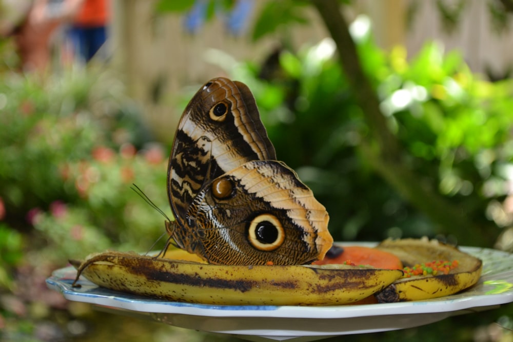 brown and black butterfly on yellow and white plate