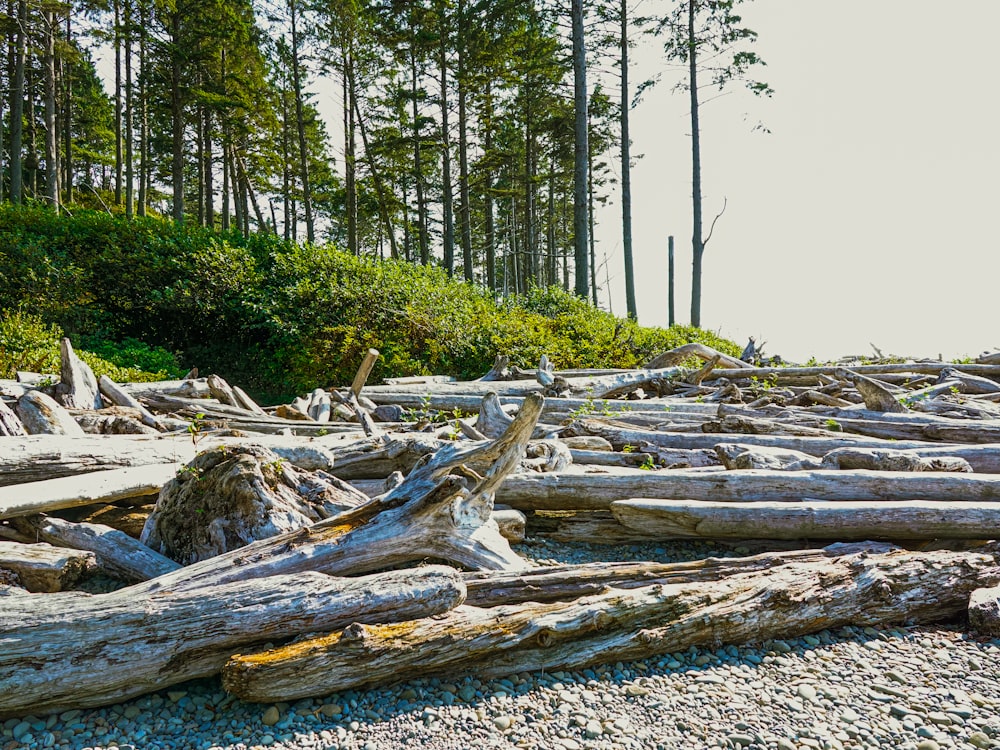 brown wood log on white sand