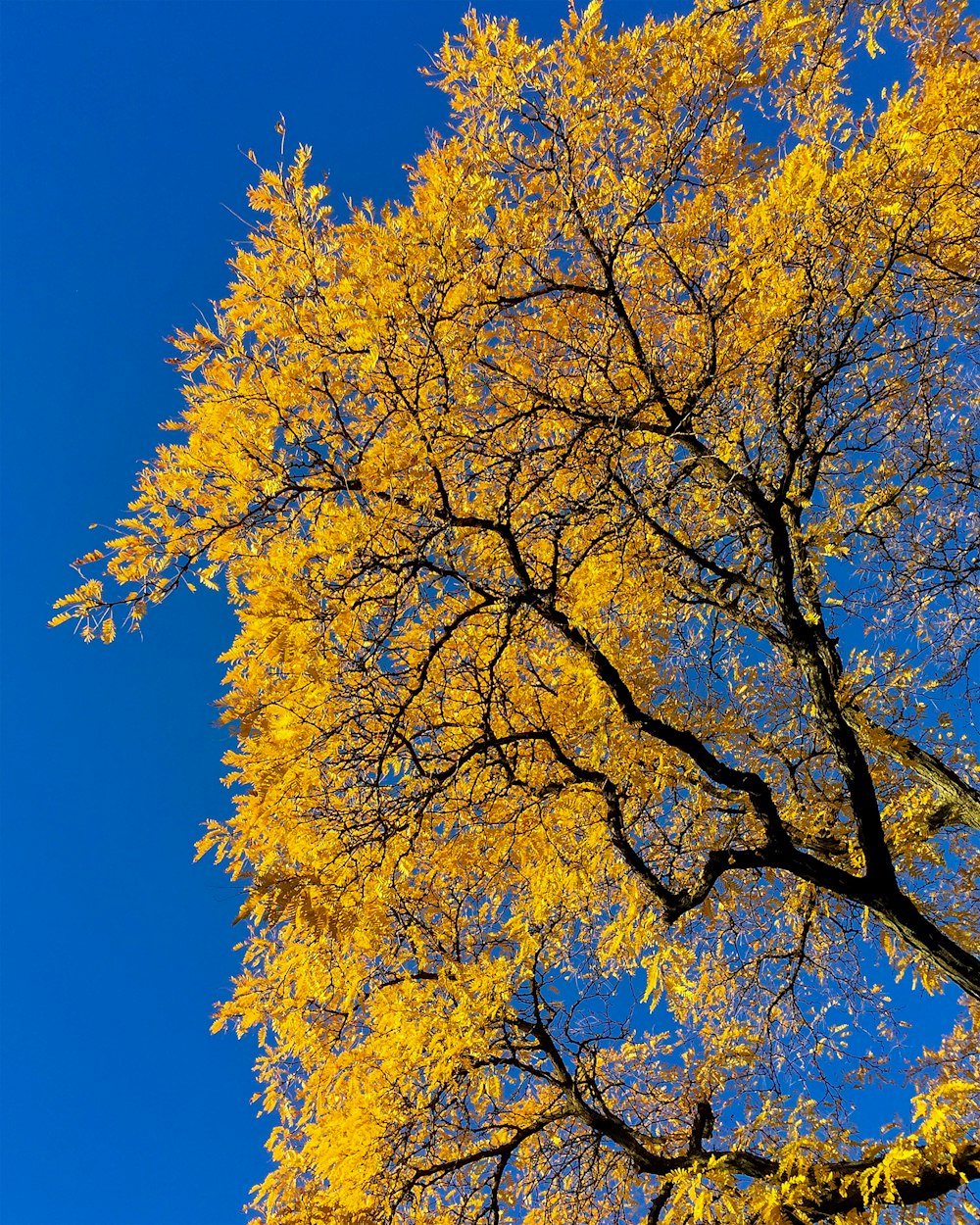 yellow leaf tree under blue sky during daytime