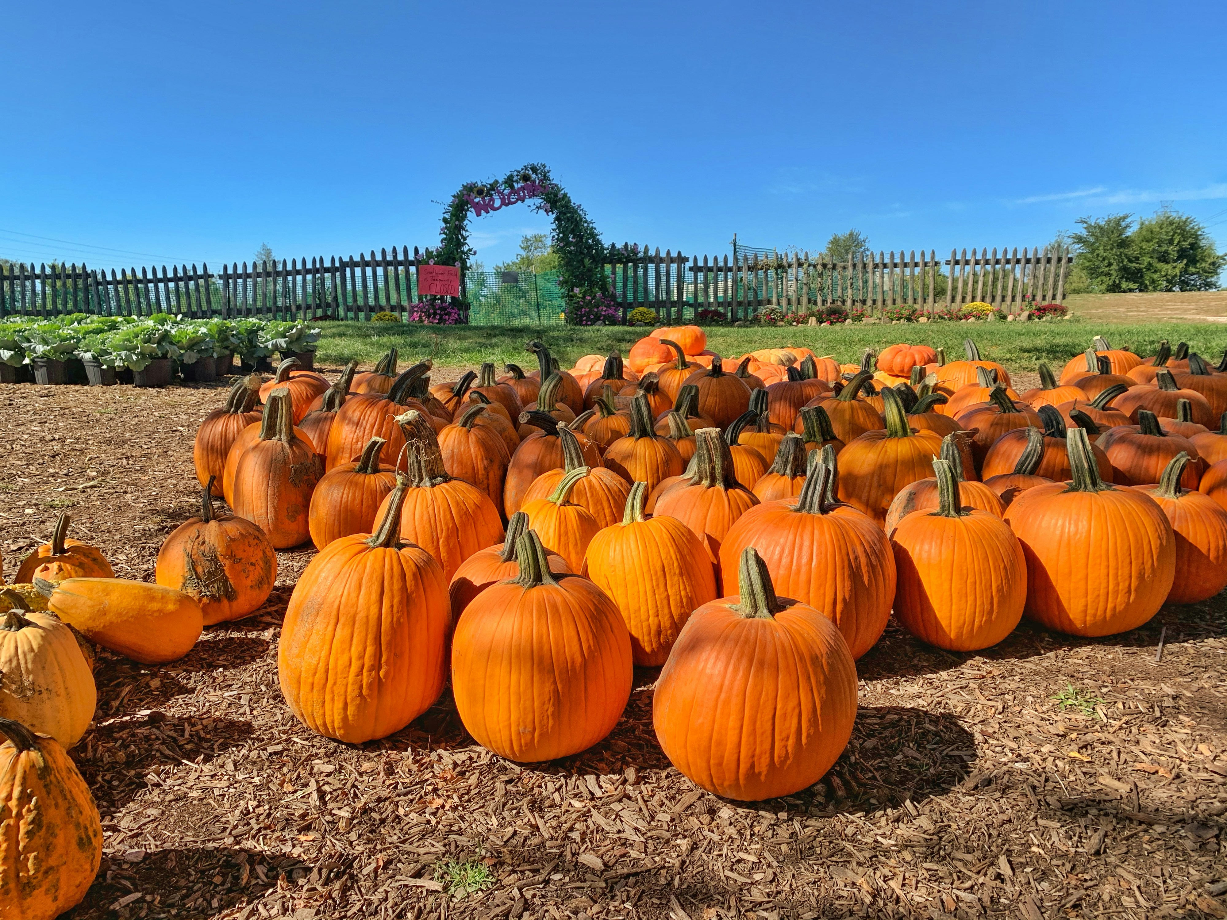 Pumpkin patch at a local farm