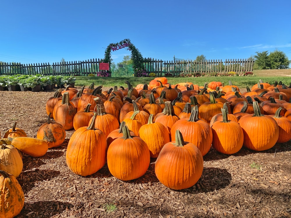 orange pumpkins on brown soil during daytime