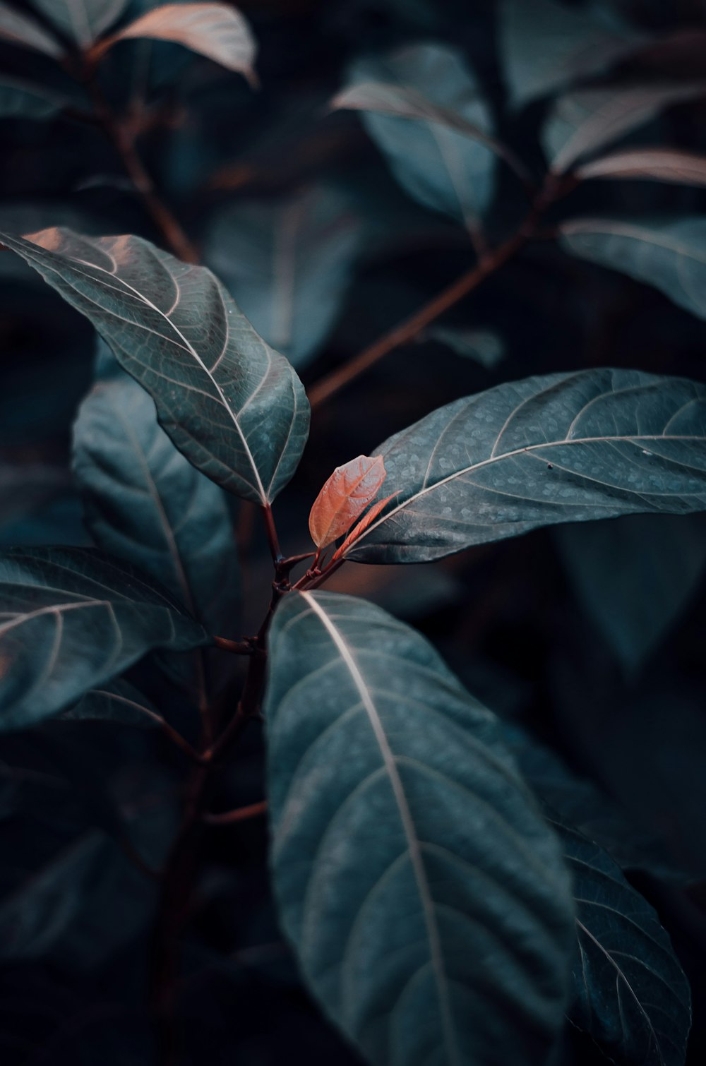 green and brown leaf plant