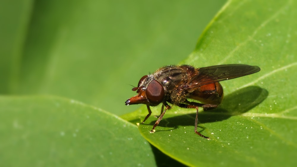 black fly perched on green leaf in close up photography during daytime