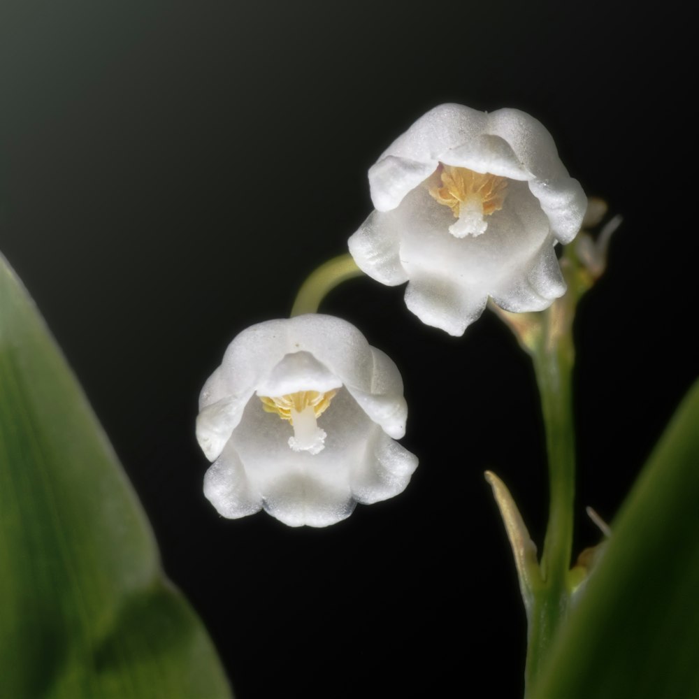 white flower with green leaves