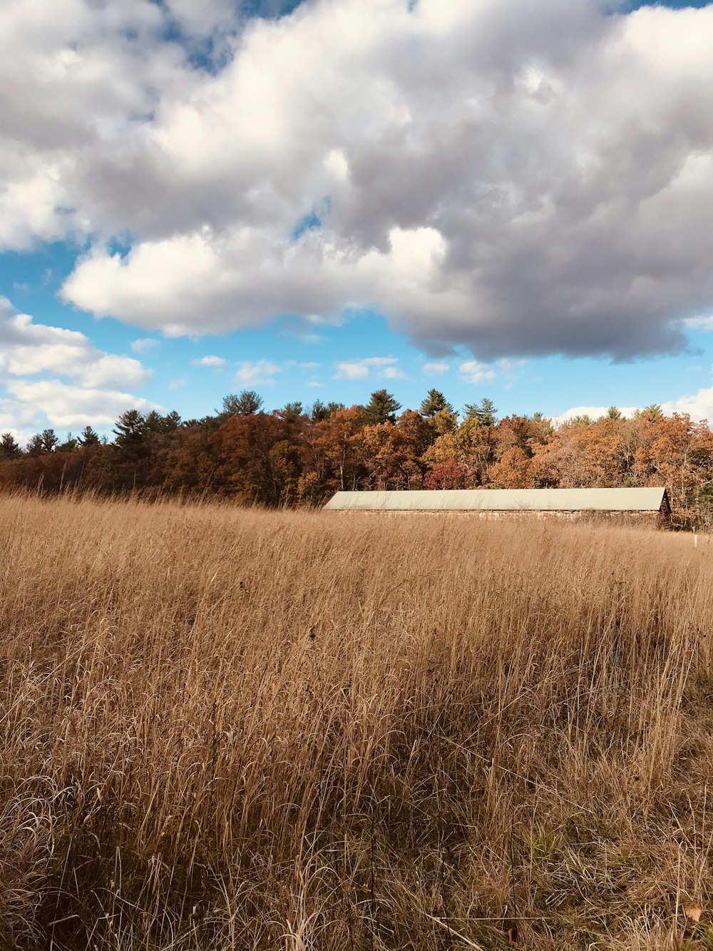 brown grass field under blue sky and white clouds during daytime