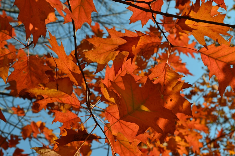 feuilles d’érable brunes pendant la journée