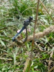 Two dragonflies are perched on a stalk of grass, one on top of the other. The dragonflies have translucent wings with a hint of iridescence and detailed patterns. Surrounding them is a lush background of green grass and stems, suggesting a natural habitat.