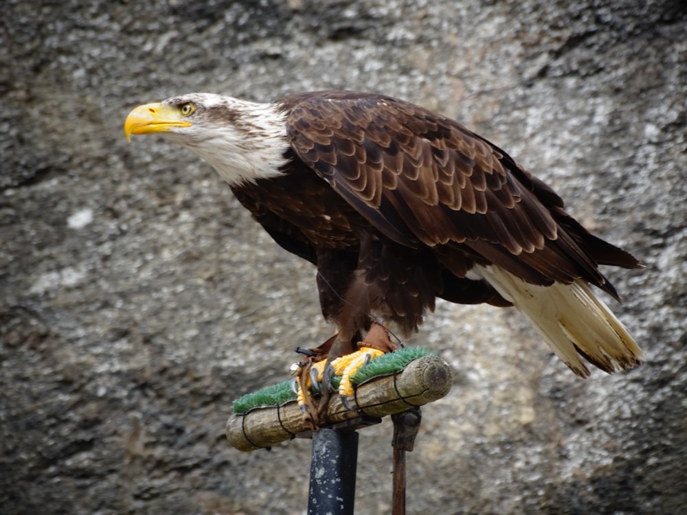 brown and white eagle on green metal bar