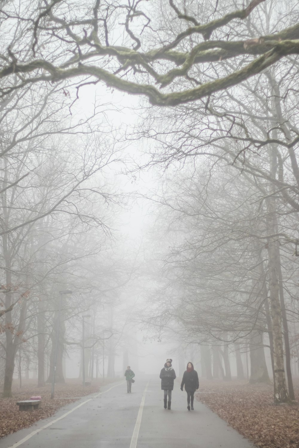 bare trees covered with snow