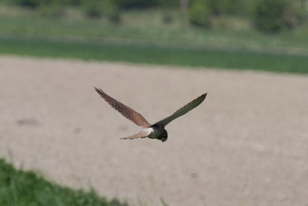 brown and white bird flying over green grass field during daytime