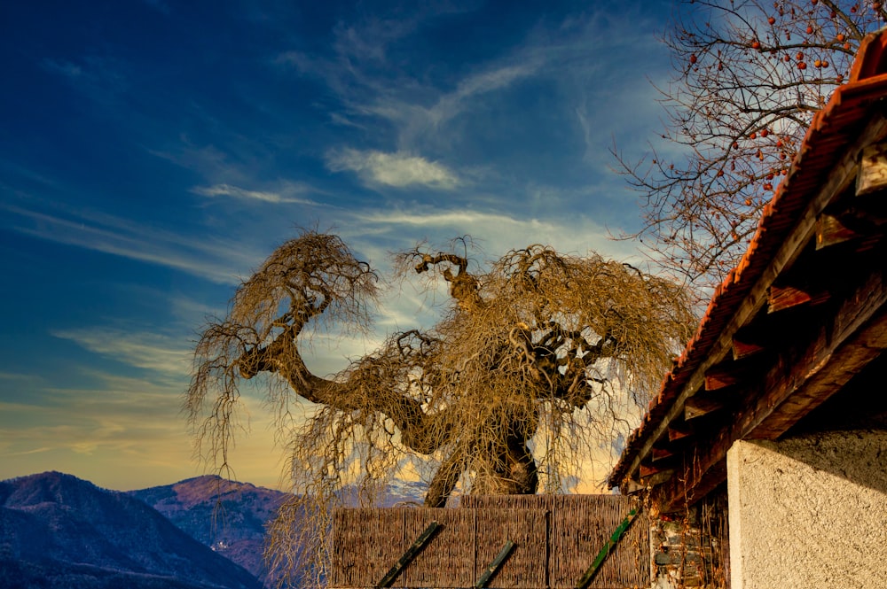 blattloser Baum in der Nähe des Berges unter blauem Himmel tagsüber