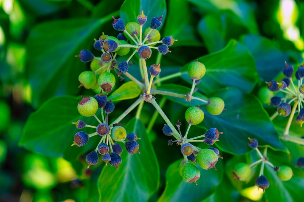 green and blue flower buds