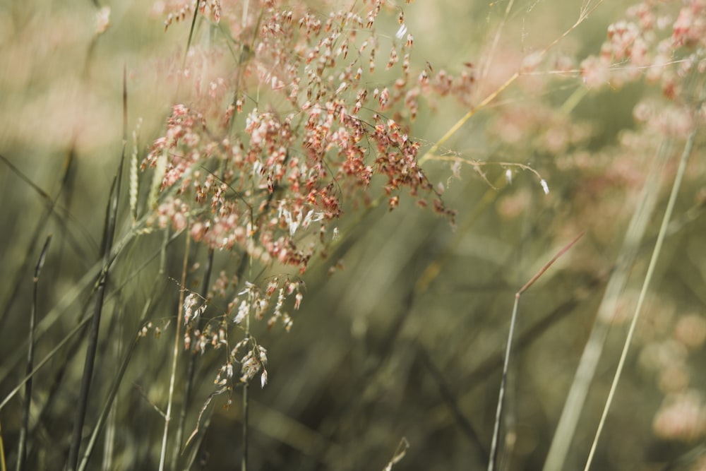 red flower in tilt shift lens