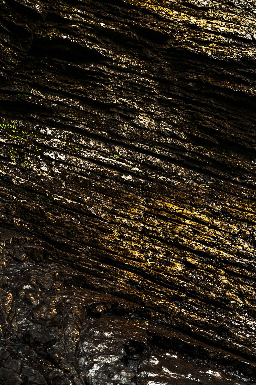 brown and black tree trunk